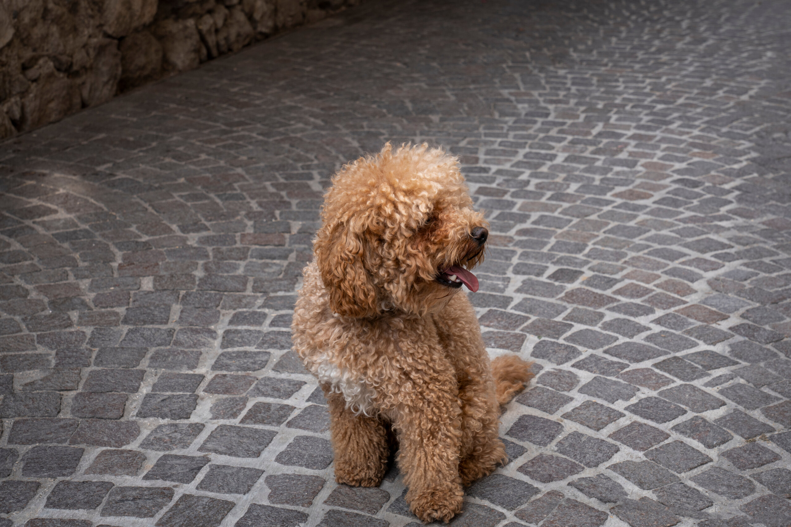 chien fris&eacute; beige