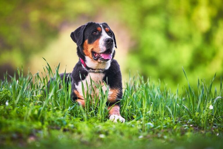 Schurft: drie mogelijke vormen bij honden
