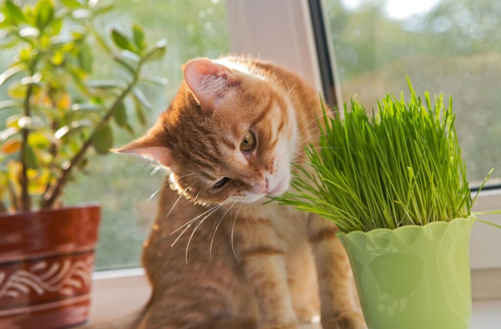 Quels sont les bienfaits de l’herbe à chat ?