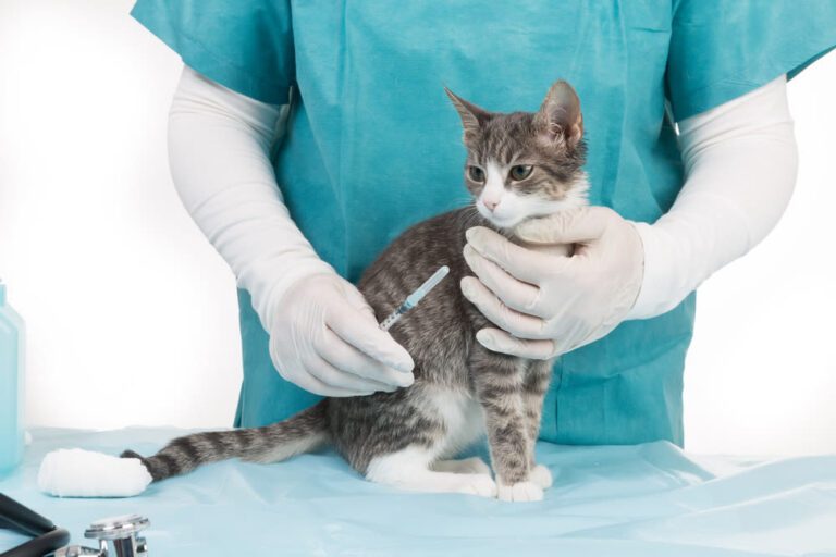 Leucose bij katten