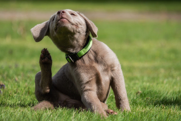 Mijn hond heeft vlooien: wat moet ik doen?