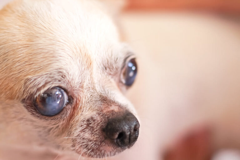Cataract bij honden