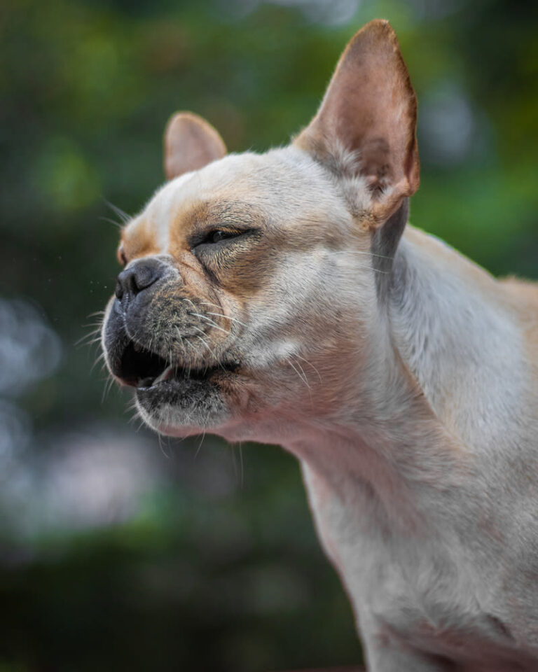 Reverse sneezing (omgekeerd niezen) bij honden