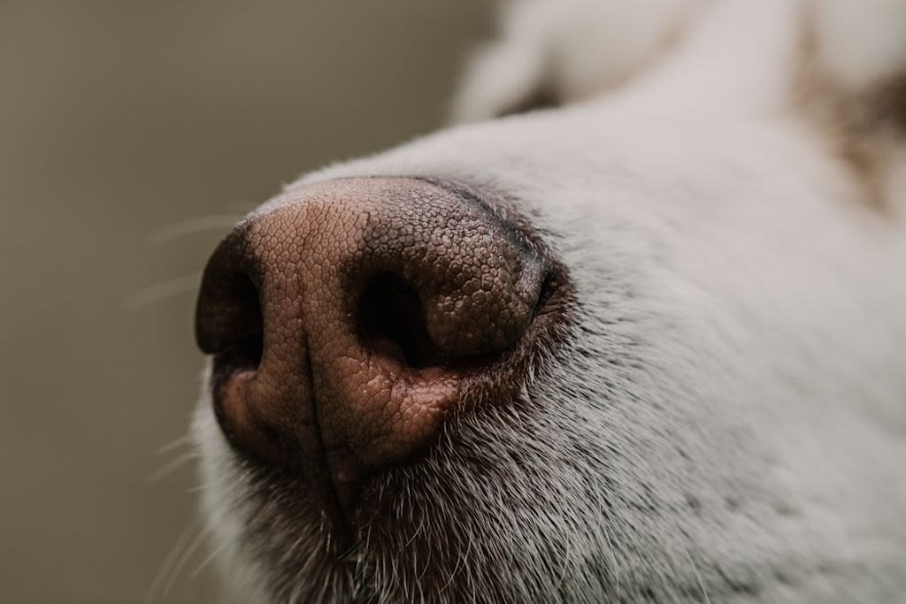 reverse sneezing hond - 2