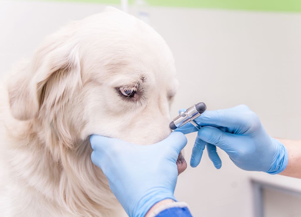 reverse sneezing hond - 3