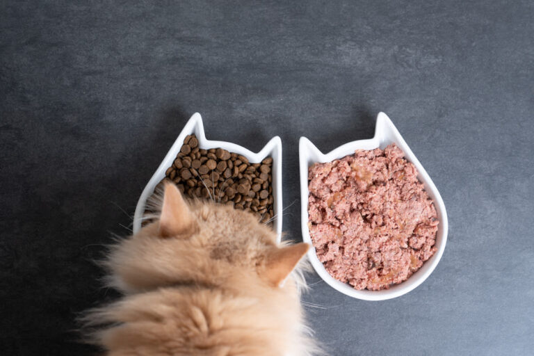 Wat mogen katten wel en niet eten?