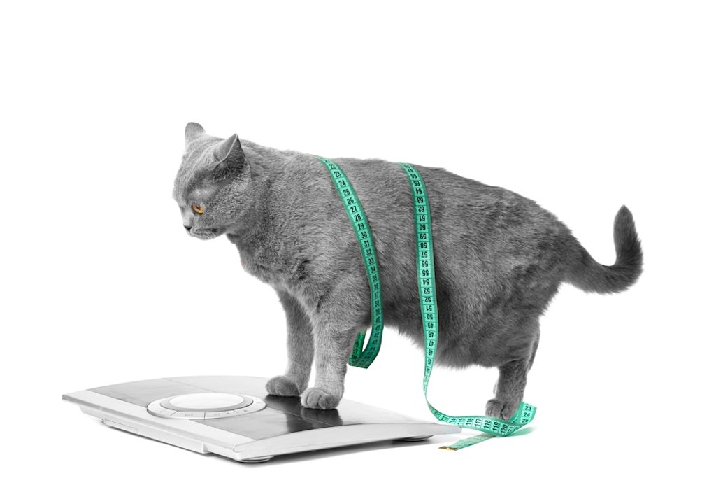Kat op de weegschaal