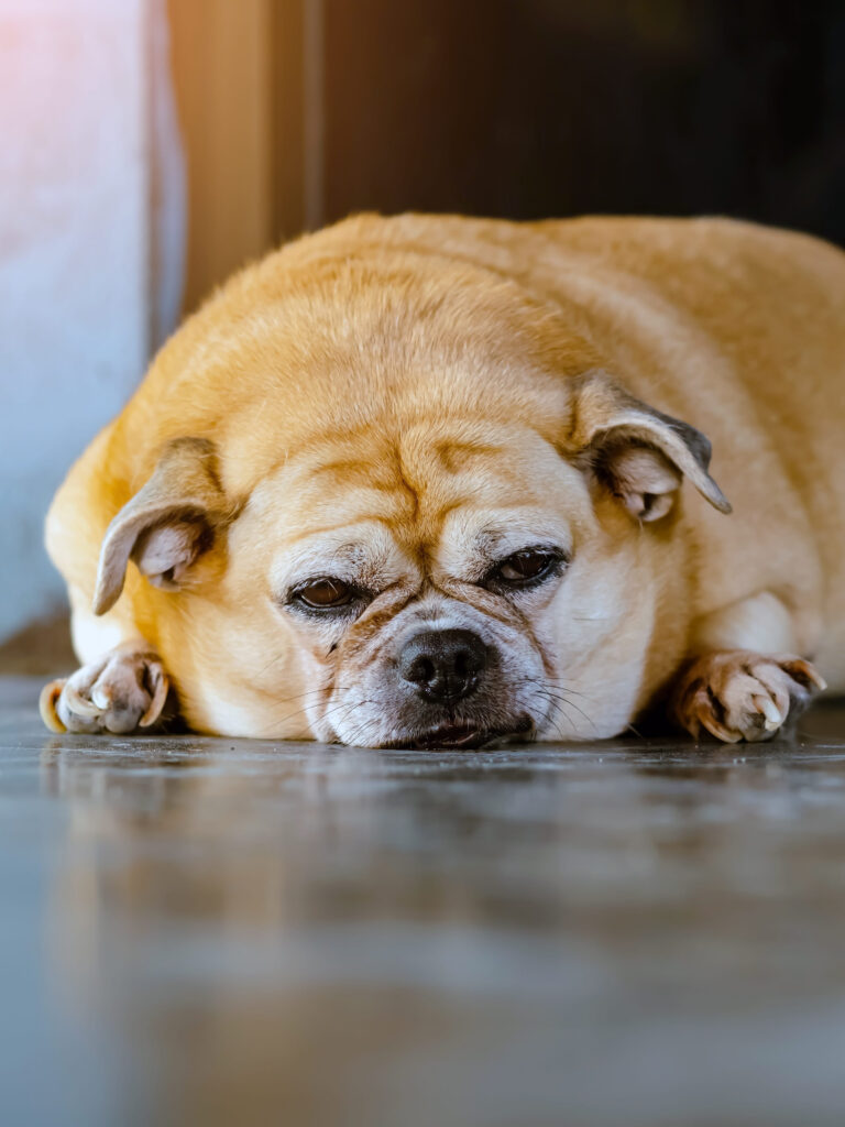 Overgewicht bij honden