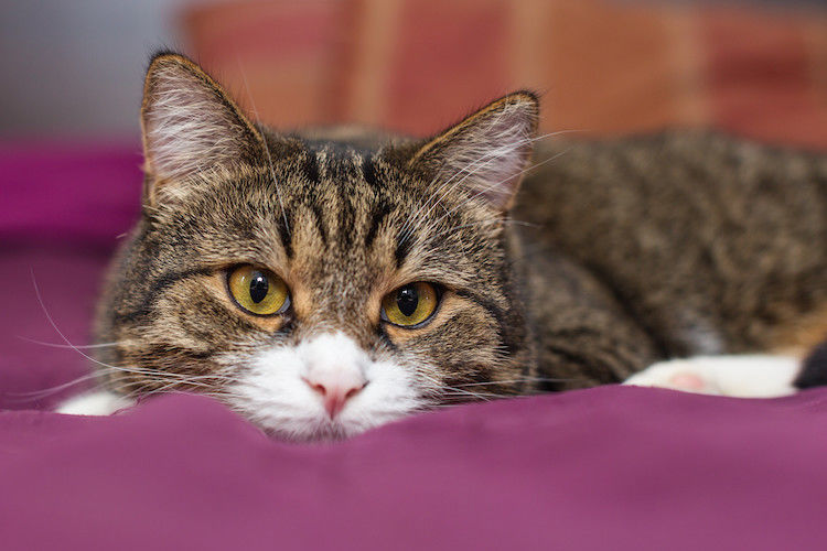 La Maladie Inflammatoire Chronique de l&rsquo;Intestin MICI chez le chat