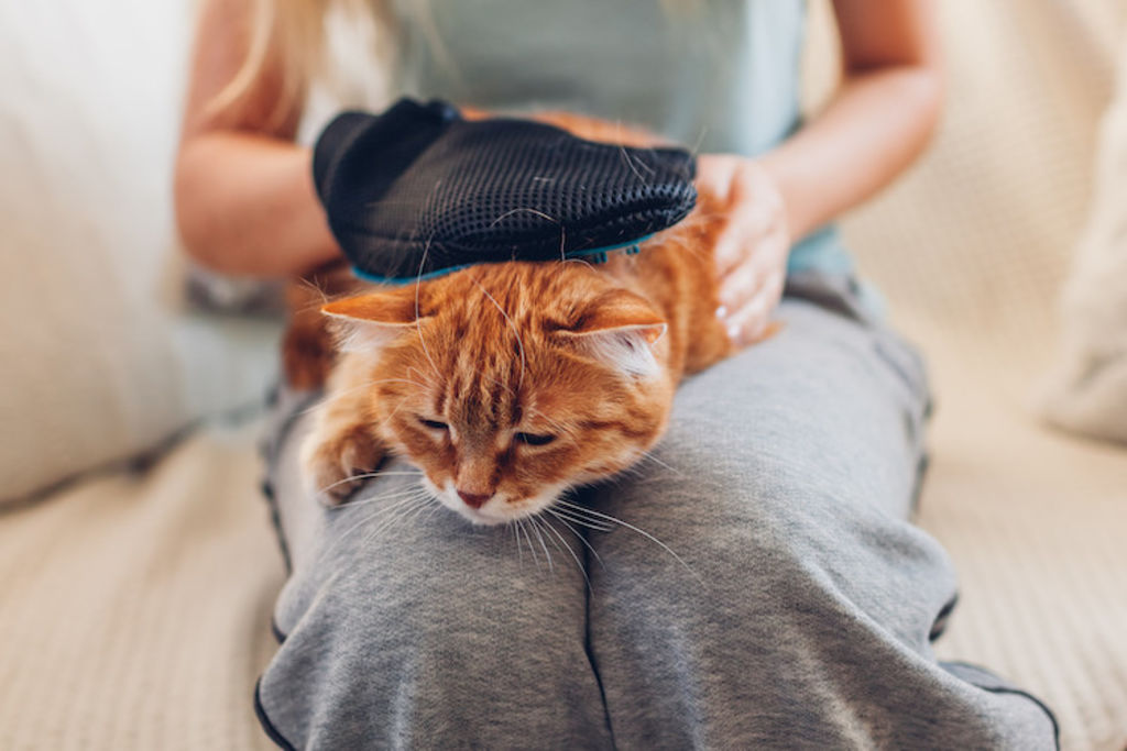 chat bross&eacute; sur genoux