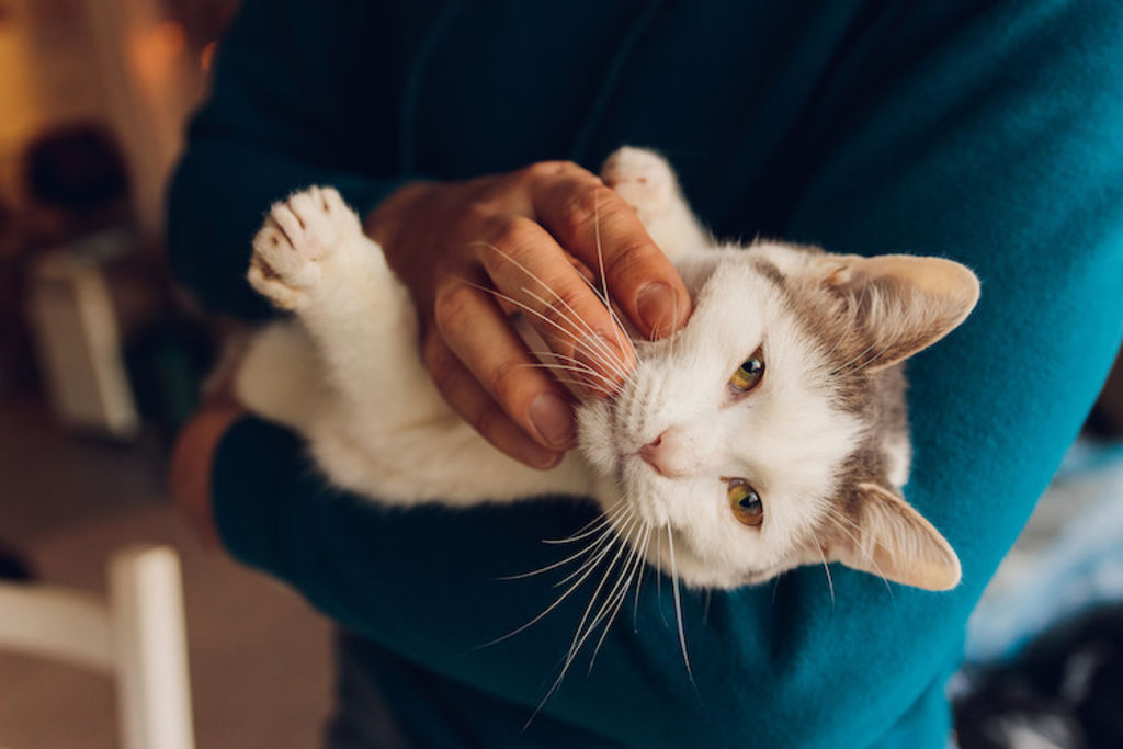 chat_MICI_mode_de_vie