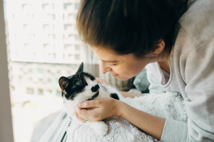 Existe-t-il des races de chats hypoallergéniques ?