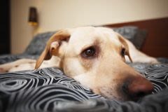 Diabetes mellitus bij honden