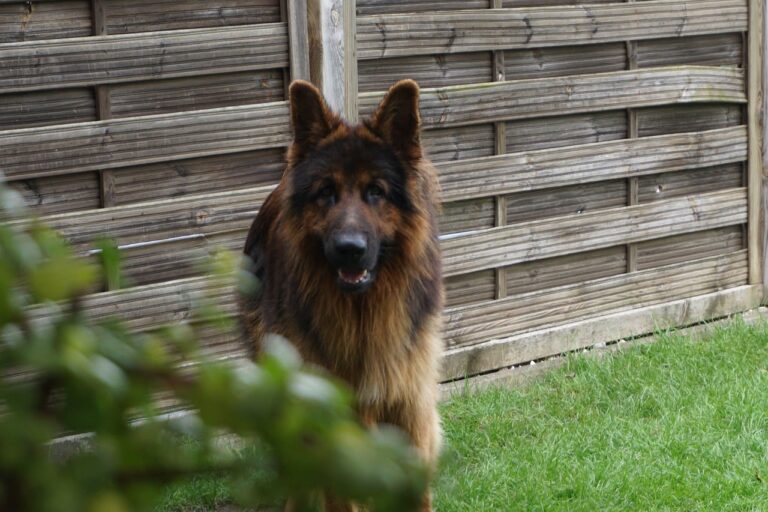 Races de chiens non reconnues par la FCI