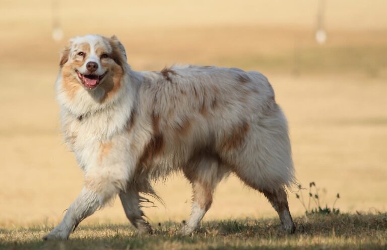 Races de chiens de berger et bouvier (groupe 1)