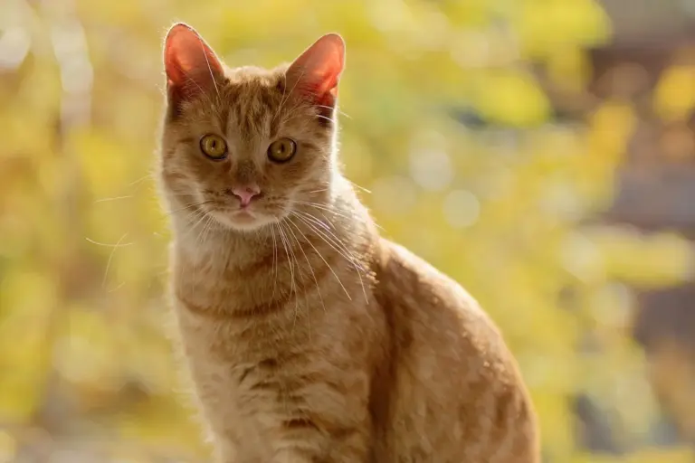 Prix et bénéfices de la stérilisation chez le chat mâle