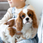 cavalier king charles groupe 9