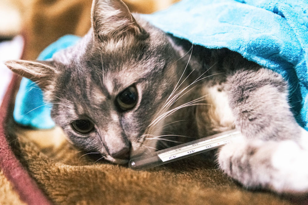chat fievre temperature