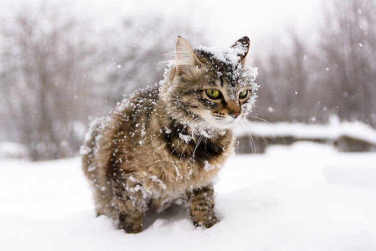 Un chat peut-il avoir froid ?