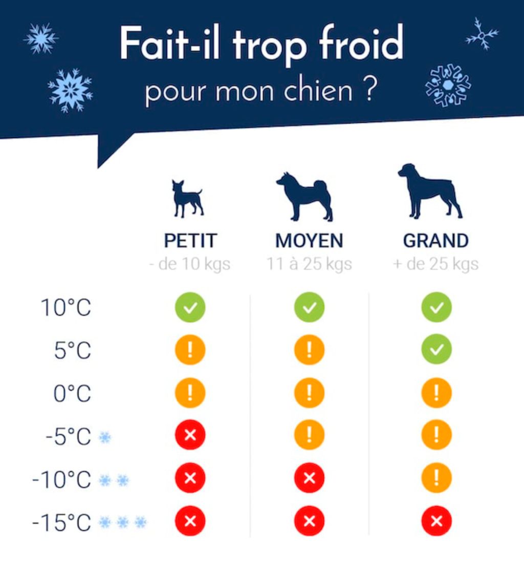 chien_froid_A2