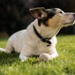 jack russell terrier
