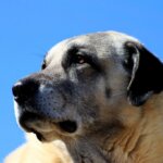 Kangal