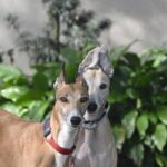 levrier whippet