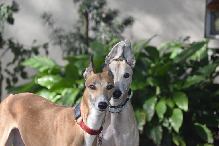 Races de chiens lévriers (groupe 10)