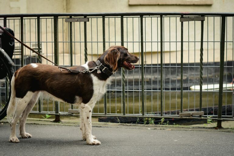 Münsterländer