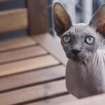 sphynx