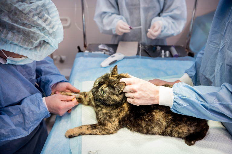 De prijs van de sterilisatie van je kat