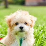 Maltipoo