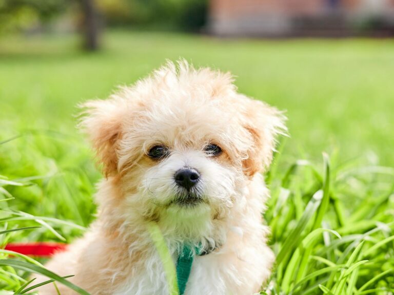 Maltipoo