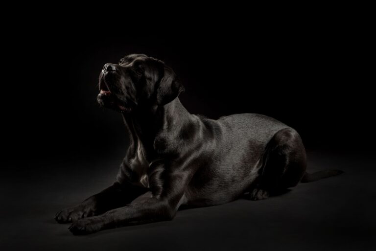 Duitse dog