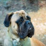 Bullmastiff loopt rustig door groen gras