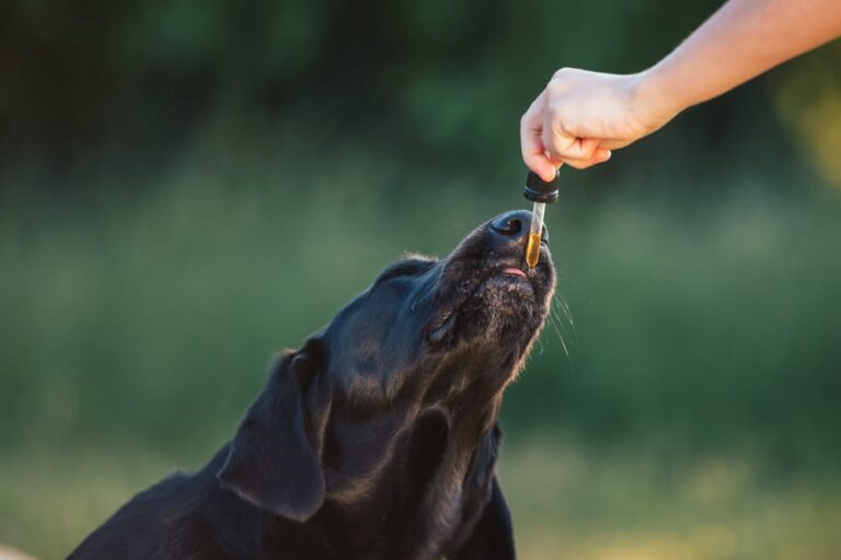 CBD voor honden