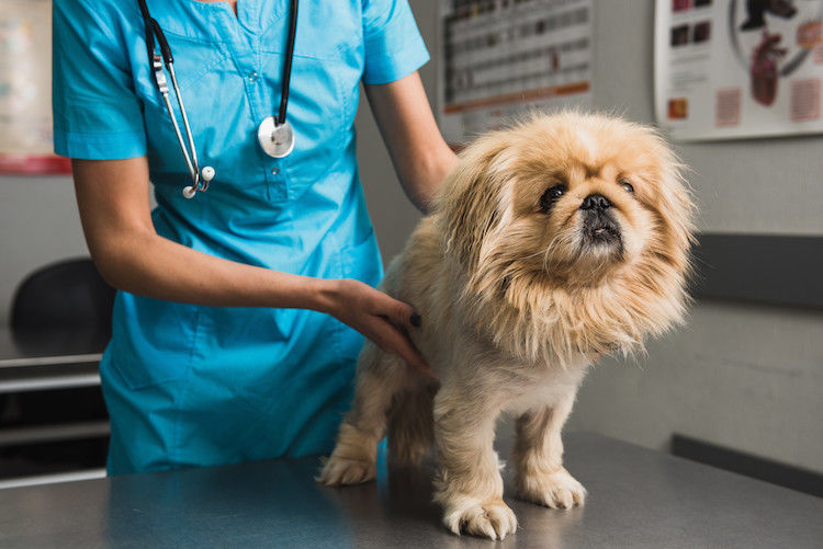 Nierfalen bij honden