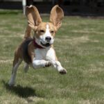 beagle qui court