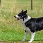 border collie noir et blanc