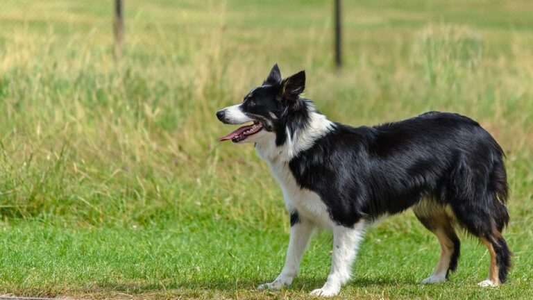 Races de chien  selon la FCI