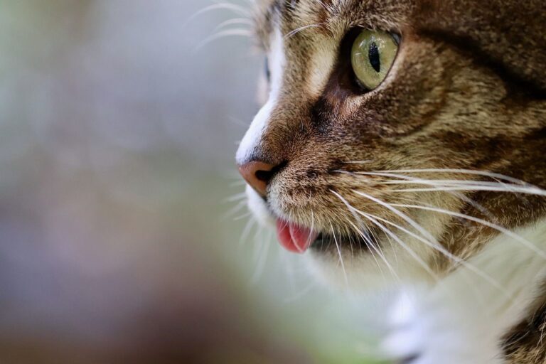 Le syndrome de pica chez le chat