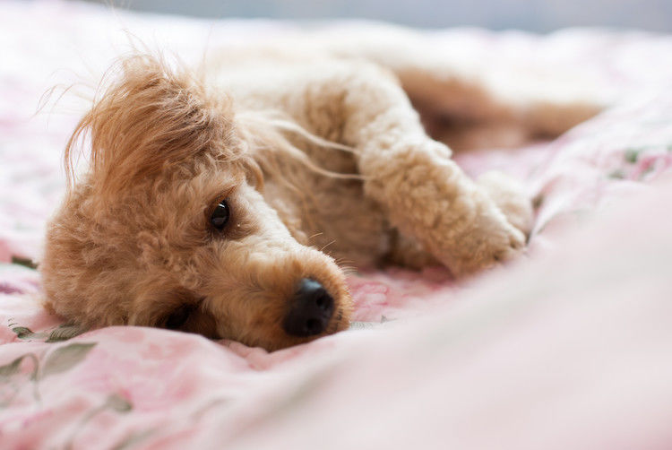 L&rsquo;épilepsie chez le chien