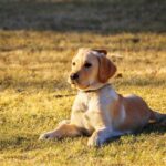 golden retriever champ