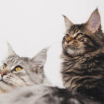 maine-coon