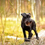 schnauzer