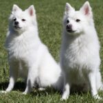 spitz allemand bllanc