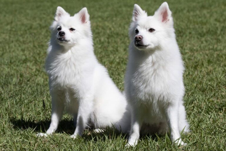 Races de chiens de type spitz et de type primitif (groupe 5)