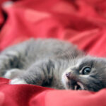 Chaton gris