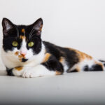 chat calico