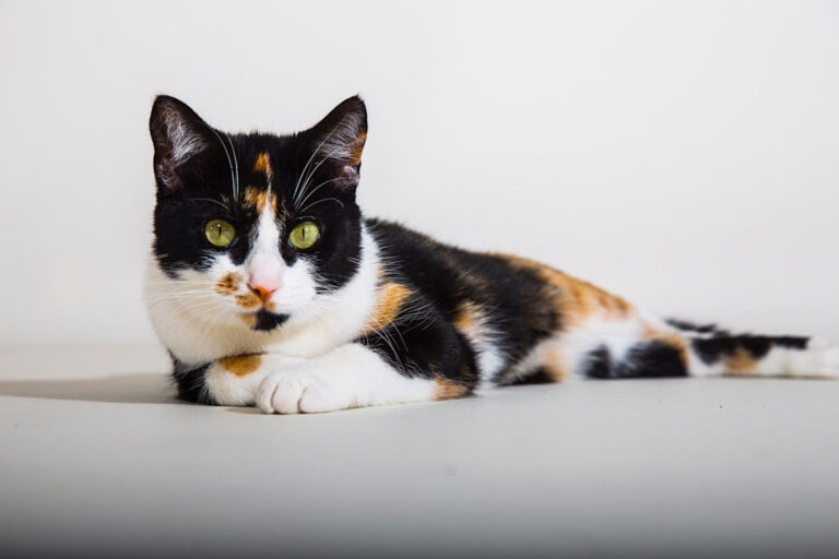 Races de chat calico